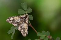 Biston strataria