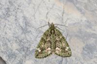 Chloroclysta siterata