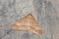 Phigaliohybernia marginaria