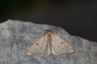 Theria rupicapraria
