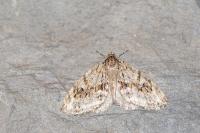 Trichopteryx polycommata
