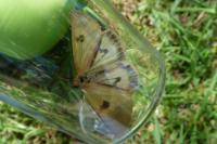 Diacrisia sannio