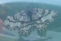 Ematurga atomaria