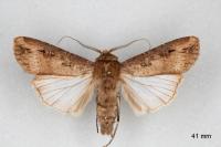 Agrotis ipsilon