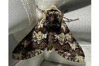 Biston strataria