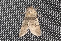 Achlya flavicornis