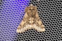 Apocheima hispidaria