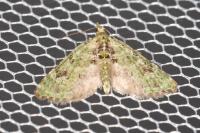 Chloroclystis v-ata