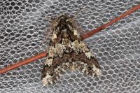 Biston strataria
