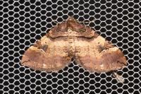 Earophila badiata