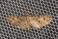 Gymnoscelis rufifasciata