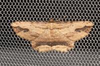 Menophra abruptaria