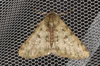 Phigalia pilosaria