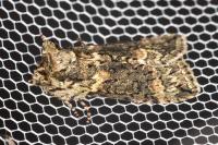 Polyploca ridens