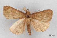 Herminia tarsipennalis