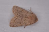 Orthosia cerasi