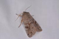 Orthosia incerta