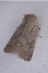 Orthosia populeti