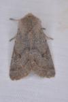 Orthosia populeti
