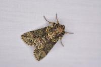 Polyploca ridens