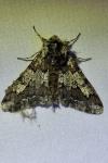 Biston strataria