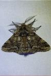 Lycia hirtaria