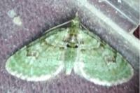 Chloroclystis v-ata