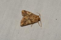 Conisania luteago olbiena