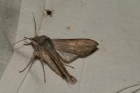 Cucullia umbratica