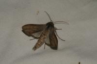 Cucullia umbratica