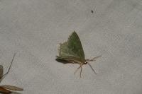 Hemithea aestivaria