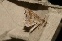Macaria alternata