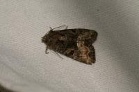 Oligia strigilis/versicolor