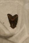Oligia strigilis/versicolor