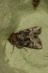 Oligia strigilis/versicolor