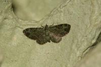 Pasiphila rectangulata