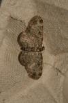 Pasiphila chloerata