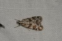 Scoparia pyralella