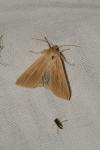 Mythimna impura