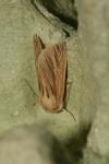 Mythimna impura