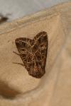 Sideridis reticulata