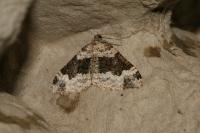Epirrhoe galiata