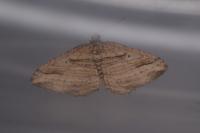 Costaconvexa polygrammata
