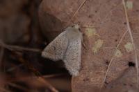 Orthosia cruda