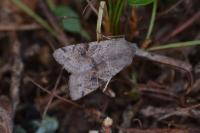 Orthosia incerta