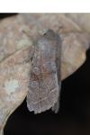 Orthosia incerta