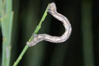 Perconia strigillaria