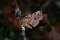 Selenia dentaria