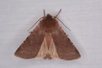Cerastis rubricosa