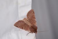 Cerastis rubricosa
